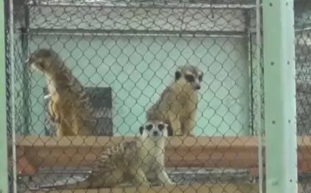 All 5 meerkats died at Philadelphia Zoo from unknown toxin, officials say