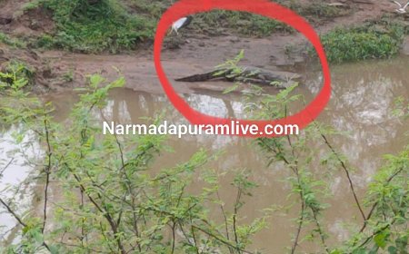 नर्मदापुरम में मगरमच्छ की आहट, नाले किनारे दिखा 6 फीट लंबा मगरमच्छ, लोगो मे दहशत
