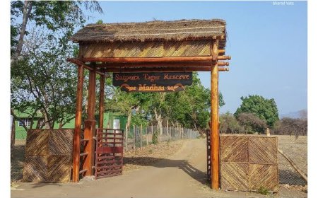 Narmadapuram: बारिश के चलते एसटीआर के जंगल सफारी वाले मार्ग क्षतिग्रस्त, 11 अक्टूबर से कोर क्षेत्र में जंगल सफारी होगी शुरू