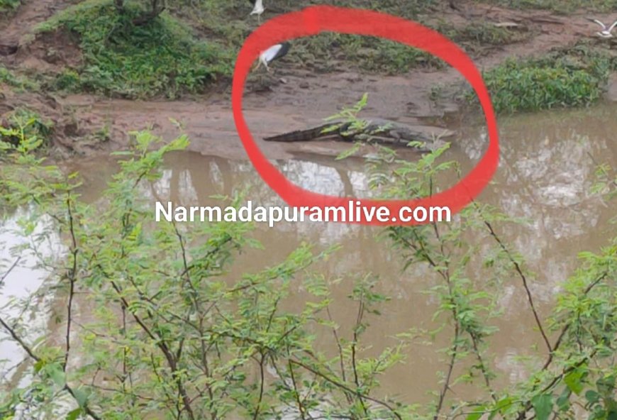 नर्मदापुरम में मगरमच्छ की आहट, नाले किनारे दिखा 6 फीट लंबा मगरमच्छ, लोगो मे दहशत