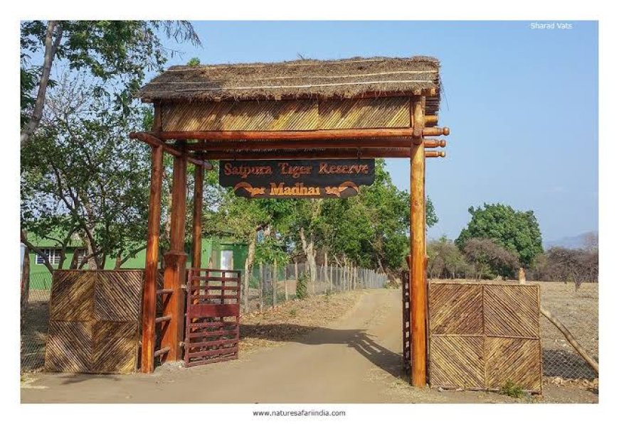 Narmadapuram: बारिश के चलते एसटीआर के जंगल सफारी वाले मार्ग क्षतिग्रस्त, 11 अक्टूबर से कोर क्षेत्र में जंगल सफारी होगी शुरू